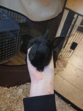 Female Rex Mix