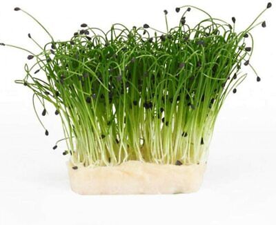 Cress Seed, Microgreen, Sprouting, Non GMO - Country Creek