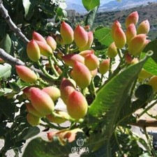 Pistachios 10 PCS fresh seeds. Pistachio organic seeds from Tajikistan