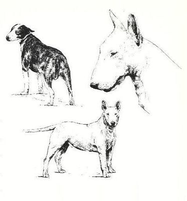 Bull Terrier - CUSTOM MATTED - 1963 Vintage Dog Art Print *