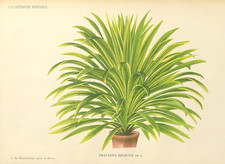 Botanischer Drachenbaum Dracaena Rigoutsi von Linden 1885 Originaldruck