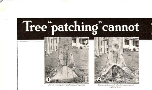 Antique 1917 Ad Davey Tree Surgeon Tree Patching Davey Tree Expert 2/1917 - Picture 5 of 5