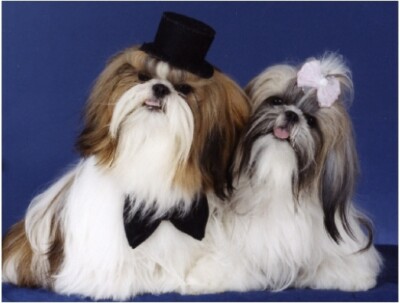 Pet Note cards:Dog Shih Tzu Couple