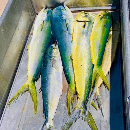 Daisy Chain Mahi Tuna Trolling Lure Squid Fishing 80lb Leader Offshore Saltwater - 第 11/12 張圖片
