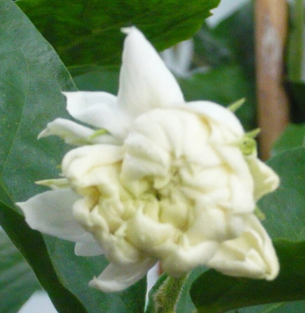 Jasmine Sambac Grand Duke of Tuscany Supreme Variety for