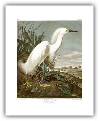Audubon's Birds of America #242: ''Snowy Heron or White Egret''  - Fine Art Print