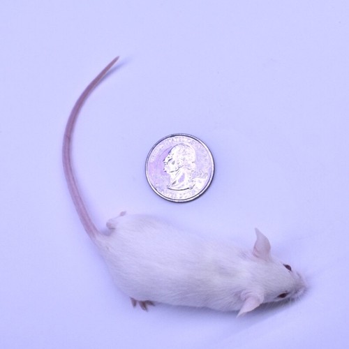 Frozen Feeder Mice: 40 Weanling Mice -FREE S&H -MiceDirect !!! Rodents! Reptiles - 第 6/12 張圖片