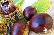 6 Chestnut Tree Seeds