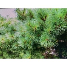 Fresh Cut Pine Boughs, 6"-12" each, Pack of 15 Greenery for fall & Christmas!