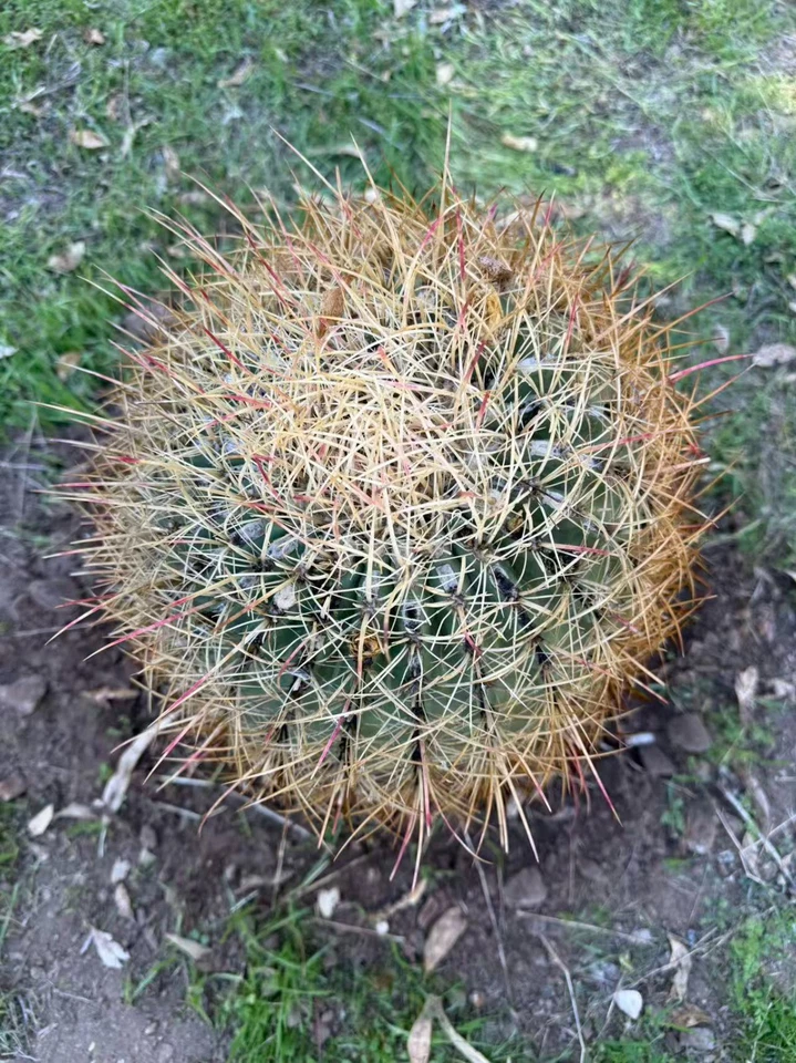 15-летний редкий 41 см гигантский розовый ферокактус с голыми корнями живой коллекционный класс - Изображение 4 из 4