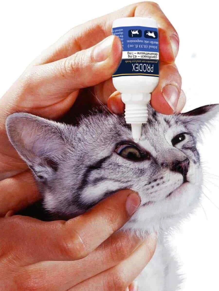 Can Dogs Use Ciprodex Ear Drops