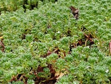No Mow - Sedum bithynicum / Turkish Succulent - Creeping/Spreading Groundcover