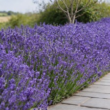 5000 Pcs Lavender Seeds  Home Garden Outdoor Flower Plant Seeds