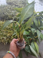 Banana Plant free shipping 