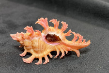 Muricidae Chicoreus Nobilis 45.3mm Cebu, Philippines - Gorgeous Shell!