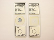 2 Vintage Microscope Slides. Leaf and Stem of Horsetail by Colin Kirk.