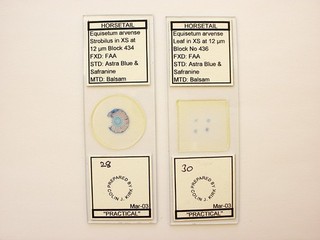 2 Vintage Microscope Slides. Leaf and Stem of Horsetail by Colin Kirk.