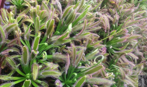 Semillas de Drosera Capensis - Imagen 7 de 25