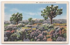 Vintage Joshua Palms Desert Linen Postcard Western Publishing Co. California