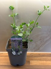 Salvia African Sky 2L perennial plant SALVIA hybrida/141099/177168/GB