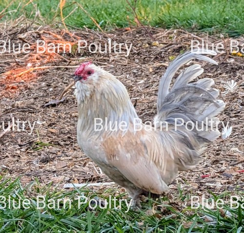 8 Asstd Bantam Hatching Eggs Mille Fleur d'Uccles, Self-Blue, Porcelain d'Anvers - Picture 16 of 19