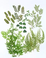 42 Pcs Real Dried Pressed Leaf Flowers Plant Herbarium For Craft Resin Jewelry M