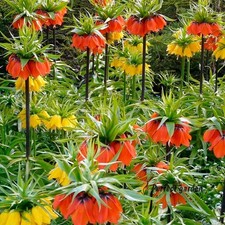 30 Semillas Fritillaria Imperialis Emperadores Corona Imperial Fritillario Kurdo Tulipán