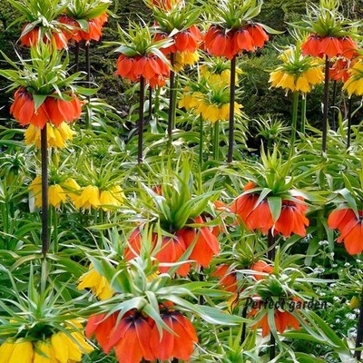 30 Seeds Fritillaria Imperialis Kaisers Crown Imperial Fritillary Kurdish Tulip