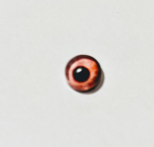 6mm glass cabachon eyes great for taxidermy, needle felting, toy making - 第 22/23 張圖片
