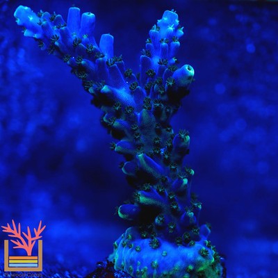 PC Blue Robin Acropora Frag Zoanthids SPS LPS Corals, 1 Inch