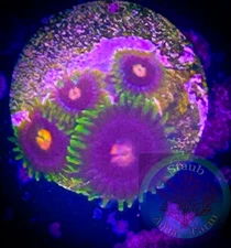 SAF~ “WYSIWYG” Blow Pops Zoanthid Coral Frag, Palythoa, Paly, Zoa