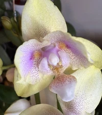 Phalaenopsis Peloric “Bolgheri Lemon” 2 Spikes Slightly Fragrant 