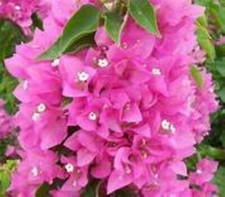 Well Rooted VERA PINK  Live Bougainvillea starter/plug plant USA SELLER 