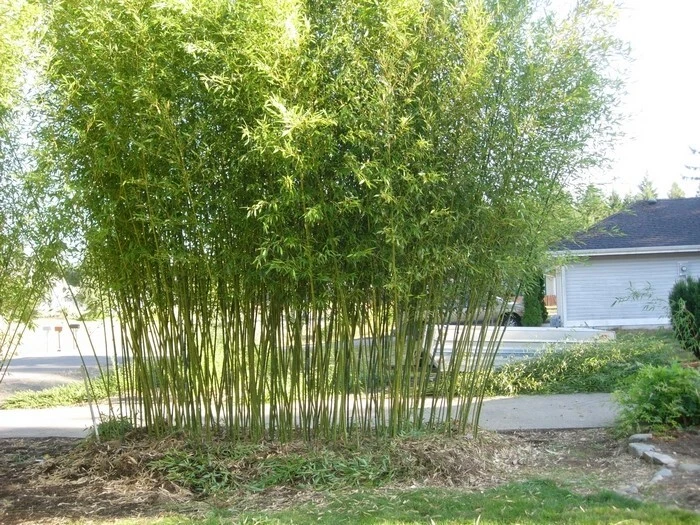 4 Plants - David Bisset Bamboo/Phyllostachys-VERY COLD HARDY DOWN TO -15 DEGREES - Image 2 of 4