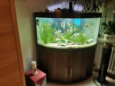 Eckaqarium 350L. Und Viel Zubehör Komplett An Selbstabholer Zu Verkaufen