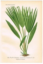 ANTIQUE PRINT 1896 CHROMOLITHOGRAPH FLORAL GARDEN BOTANICAL DESIRE BOIS PL. 299