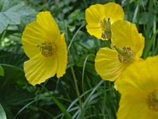 Pack of 100+ Yellow Welsh Poppy (Meconopsis Cambrica) wildflower seeds