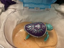 Little Live Pet Turtle