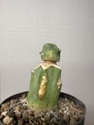 Echinocactus Glaucus Inermis #236 Grafted Rare Live Cactus Plant — photo 5
