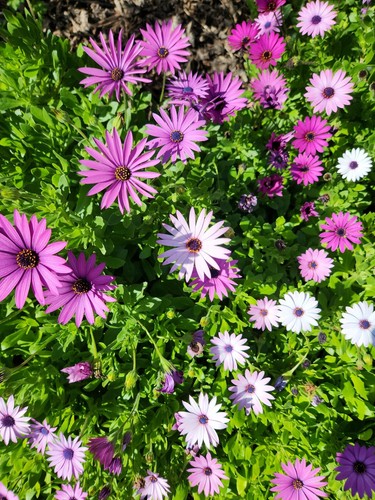 100 × Osteospermum Daisy seeds mixed colours: white, light purple & purple - Picture 2 of 13