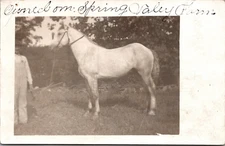 Postcard Real Photo RPPC White Horse Spring Valley Farm 1914