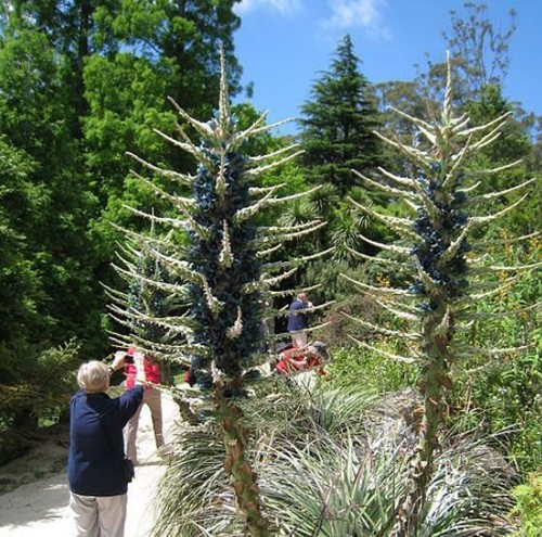 Puya alpestris, Sapphire Tower Puya Alpestris - 15 Sementes - Picture 5 of 5