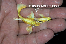 10  Live 24k Full Gold FRY Guppy   high quality    