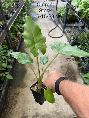 Alocasia - 'Portora' - Elephant Ear Indoor/Outdoor Tropical Plant