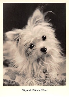 404481) Animal postcard with dogs motif ''Say with something love!''