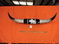 MOUNTED STEER BULL  HORNS 3'8" tip to tip #389 BULL HORN LONGHORN 16" Base