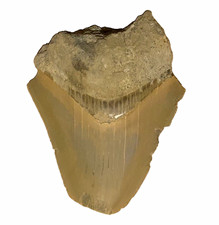 Authentic 3&rdquo; South Carolina Megalodon Shark Tooth Fossil (27g)