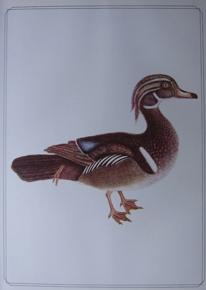 Beau Oiseau Imprimé ~ Bois Canard ~ Marque Catesby - Photo 1/1