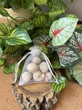 50g Moroccan Gastropod Fossils &ndash; 100-200 Million Years Old - Fossil Snails!