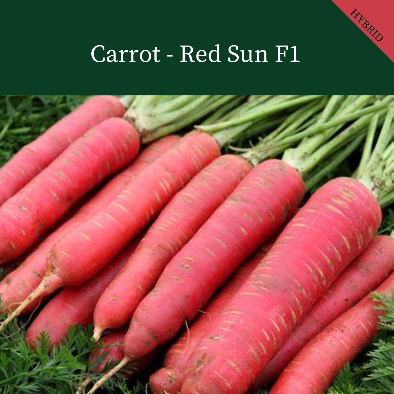VEGETABLE  CARROT RED SUN F1 440 FINEST SEEDS